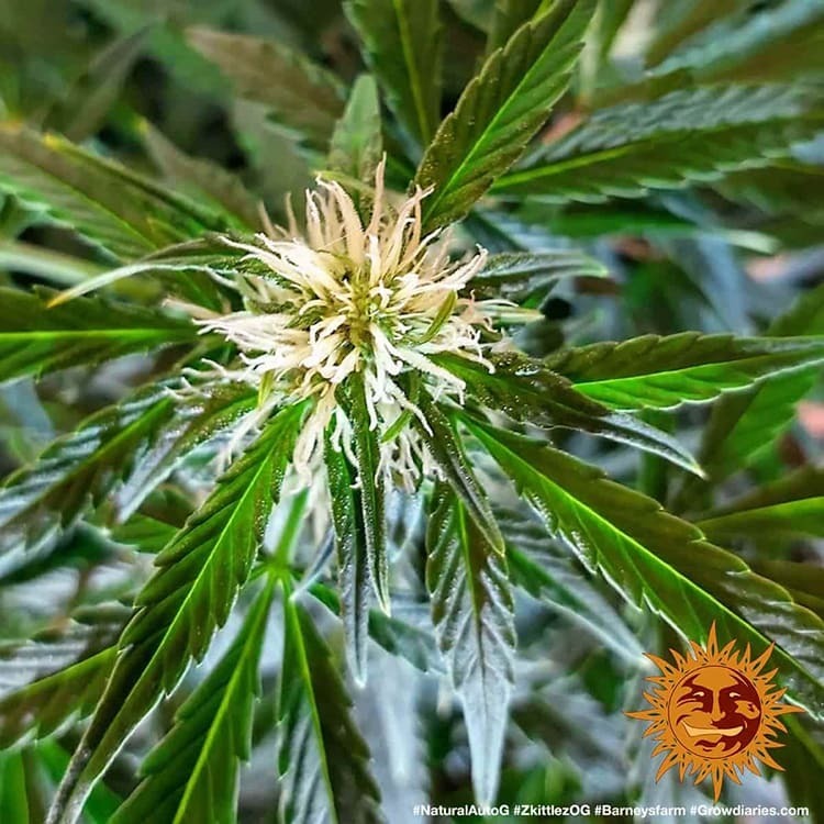 Barney's Farm - Zkittlez OG Auto (auto/fem.)