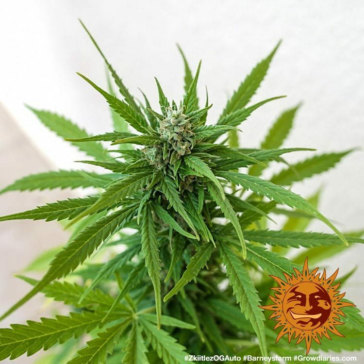 Barney's Farm - Zkittlez OG Auto (auto/fem.)