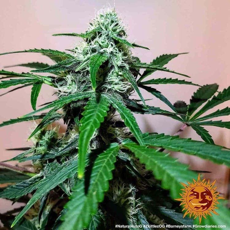 Barney's Farm - Zkittlez OG Auto (auto/fem.)