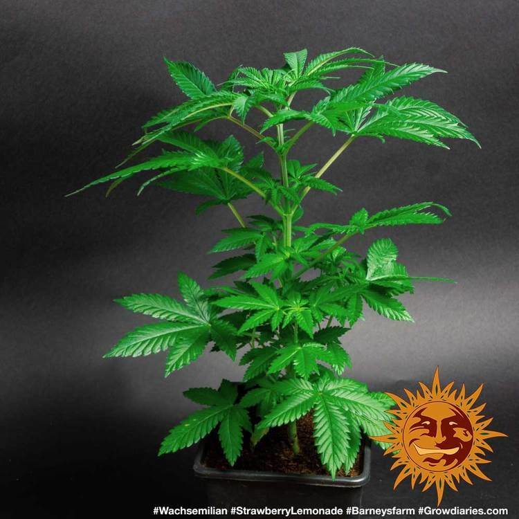 Barney's Farm - Strawberry Lemonade (fem.)