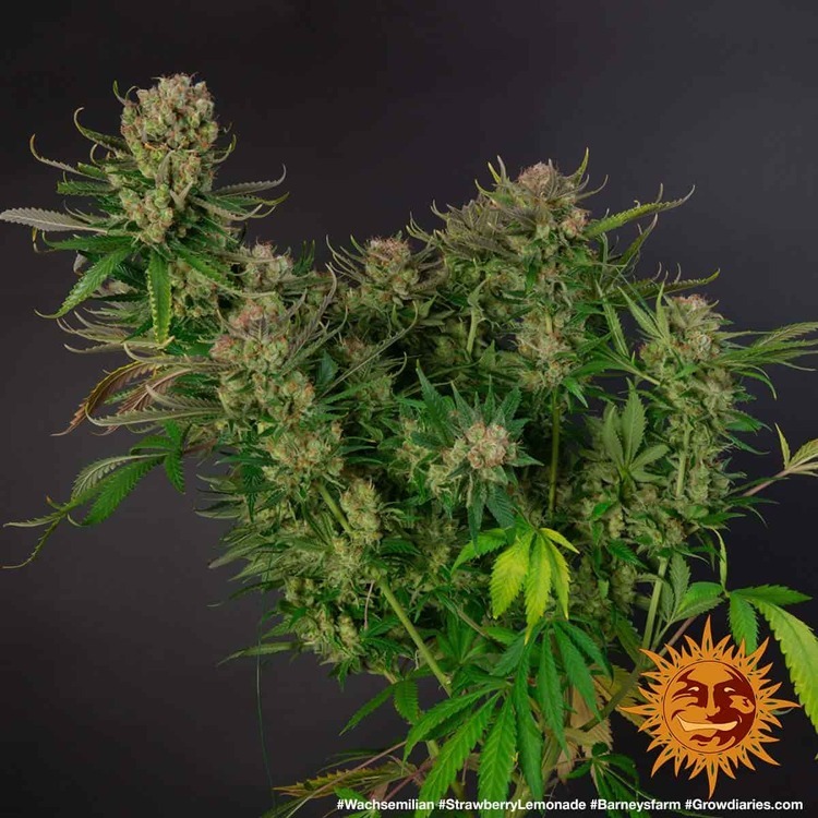 Barney's Farm - Strawberry Lemonade (fem.)