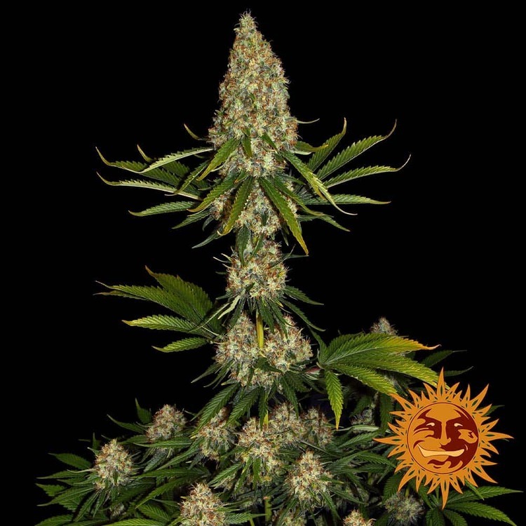 Barney's Farm - Strawberry Lemonade (fem.)