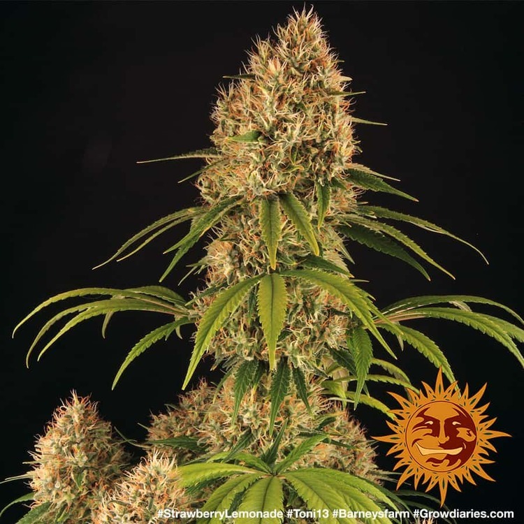 Barney's Farm - Strawberry Lemonade (fem.)