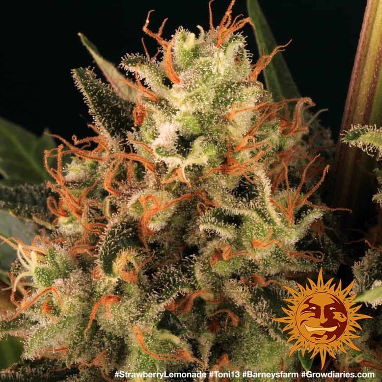 Barney's Farm - Strawberry Lemonade (fem.)