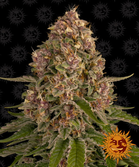 Barney's Farm - Pink Kush (fem.)