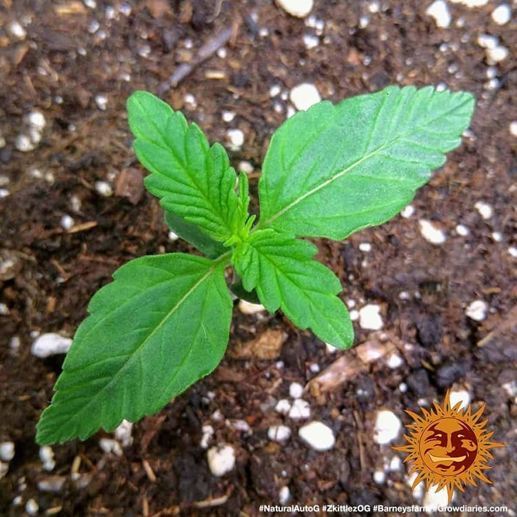 Barney's Farm - Zkittlez OG Auto (auto/fem.)