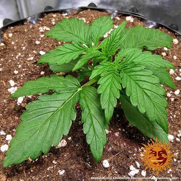 Barney's Farm - Zkittlez OG Auto (auto/fem.)