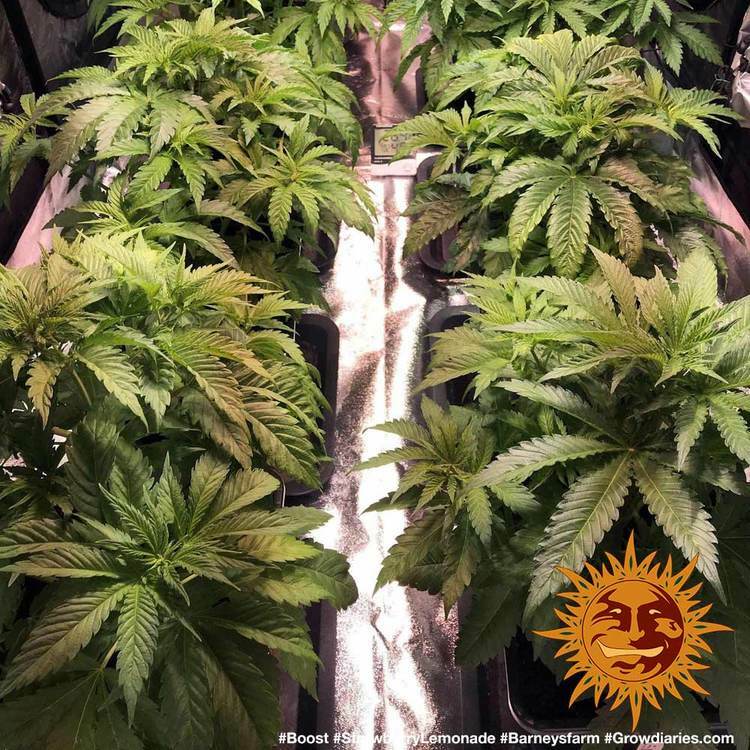 Barney's Farm - Strawberry Lemonade (fem.)