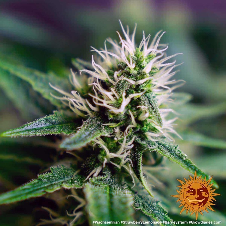 Barney's Farm - Strawberry Lemonade (fem.)