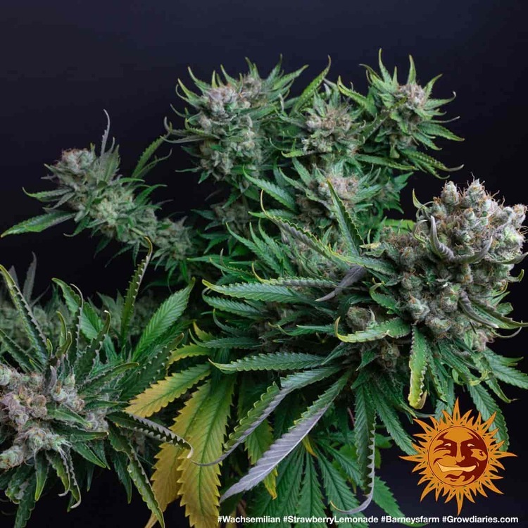 Barney's Farm - Strawberry Lemonade (fem.)