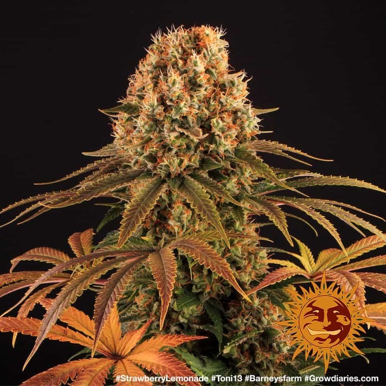 Barney's Farm - Strawberry Lemonade (fem.)