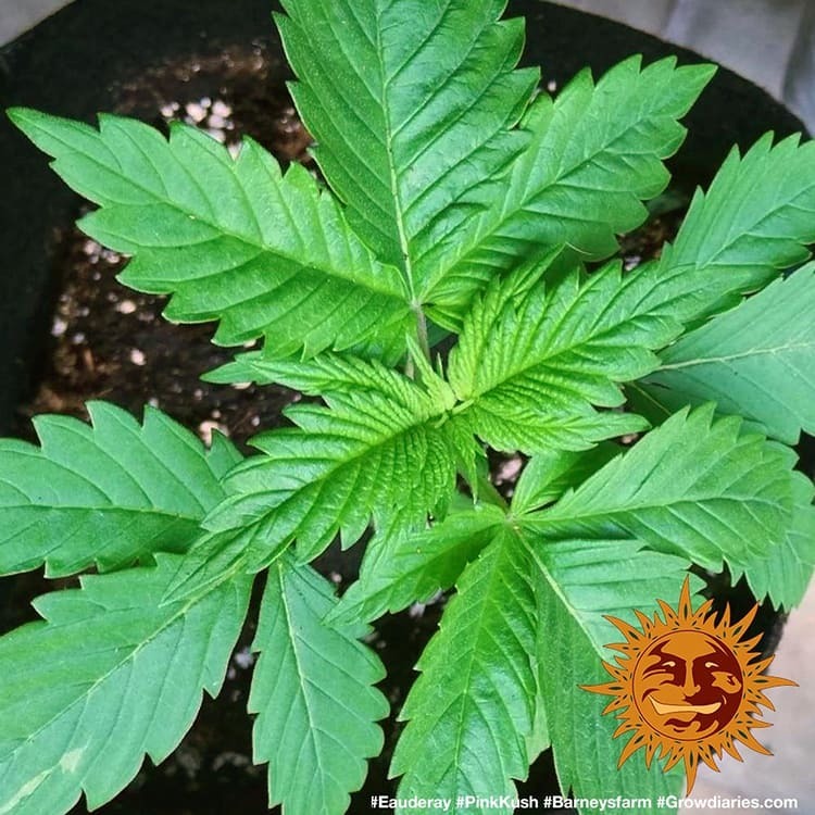 Barney's Farm - Pink Kush (fem.)