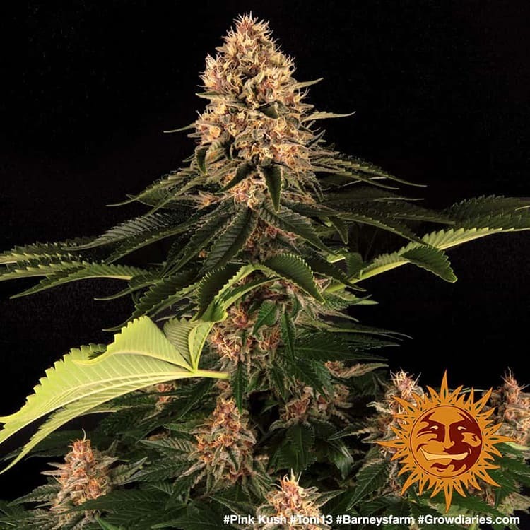 Barney's Farm - Pink Kush (fem.)