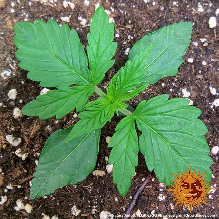 Barney's Farm - Zkittlez OG Auto (auto/fem.)