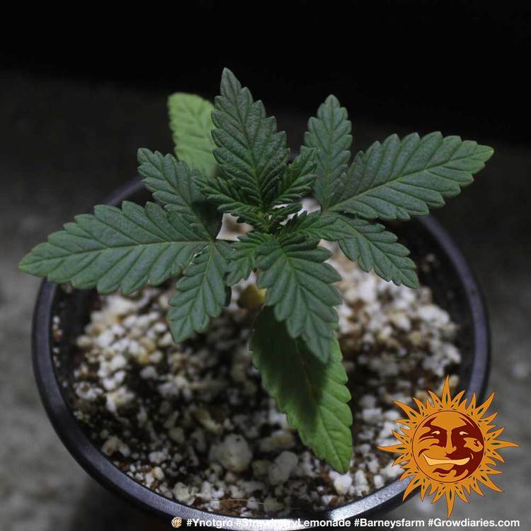 Barney's Farm - Strawberry Lemonade (fem.)