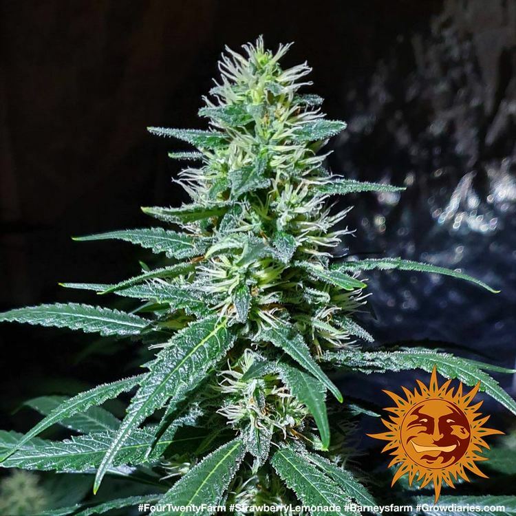 Barney's Farm - Strawberry Lemonade (fem.)