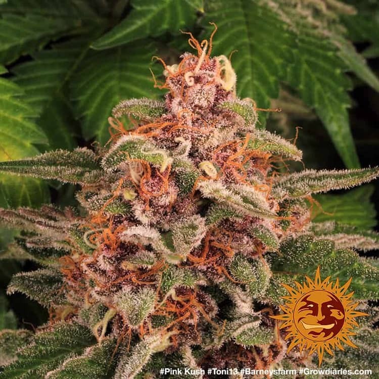 Barney's Farm - Pink Kush (fem.)