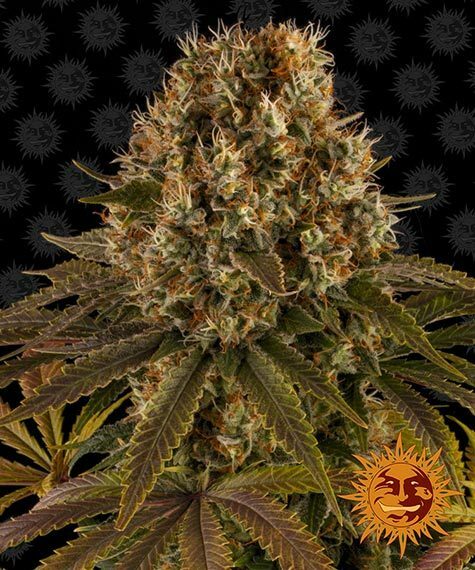 Barney's Farm - Strawberry Lemonade (fem.)