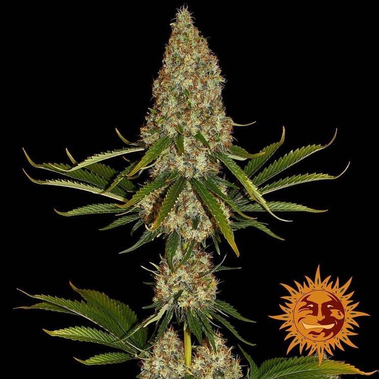 Barney's Farm - Strawberry Lemonade (fem.)