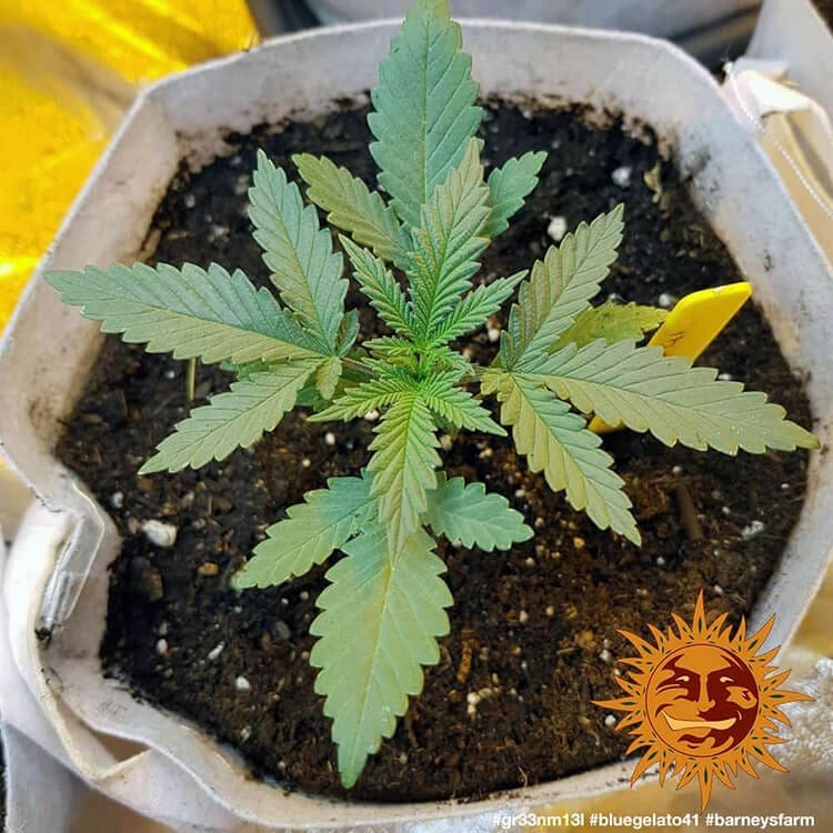 Barney's Farm - Blue Gelato 41 (fem.)