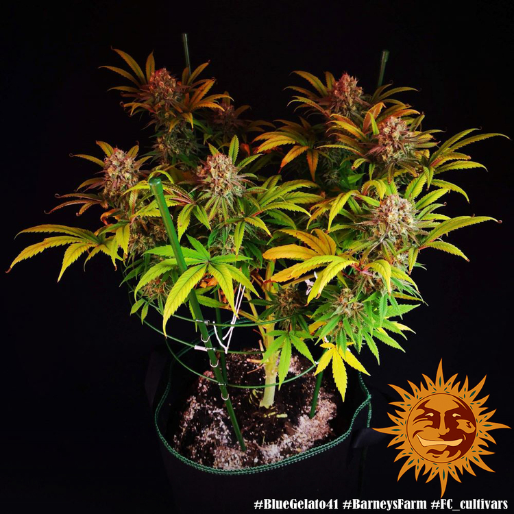 Barney's Farm - Blue Gelato 41 (fem.)