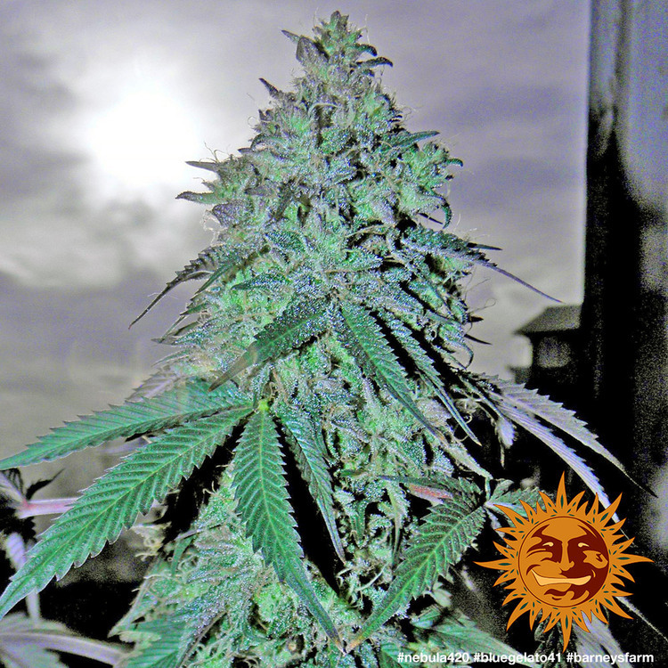 Barney's Farm - Blue Gelato 41 (fem.)