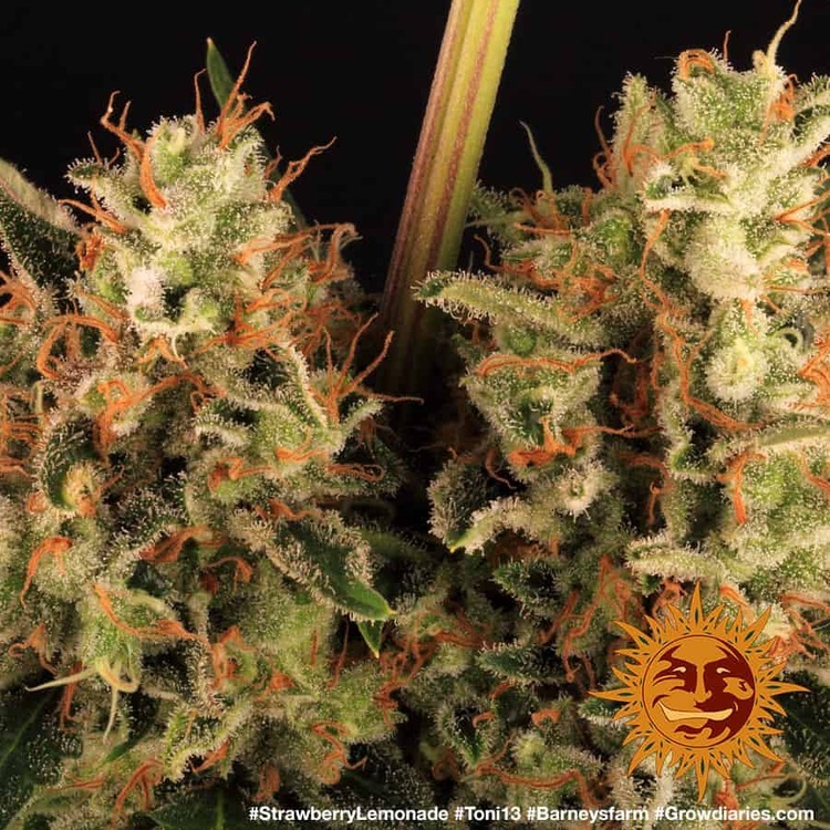 Barney's Farm - Strawberry Lemonade (fem.)