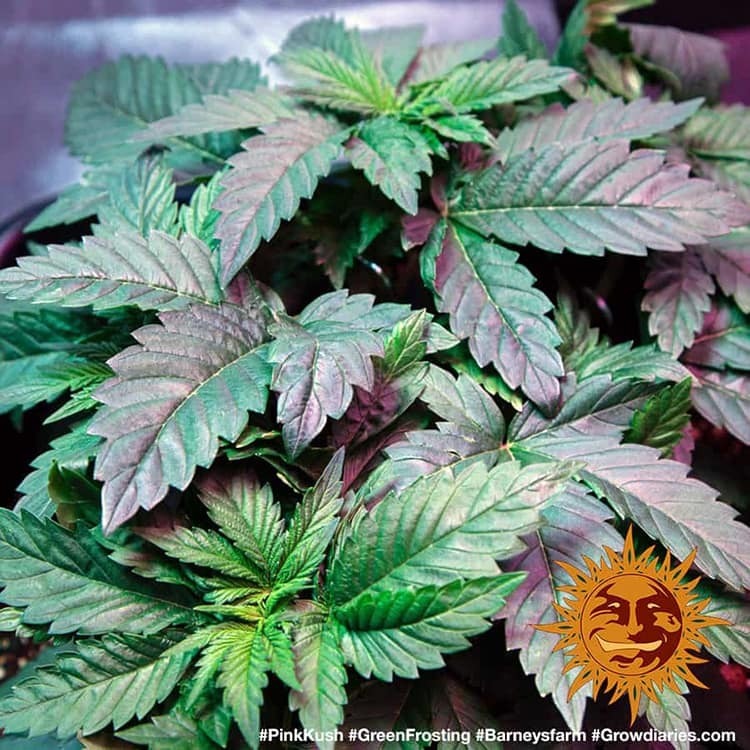 Barney's Farm - Pink Kush (fem.)