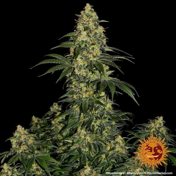 Barney's Farm - Blue Gelato 41 (fem.)