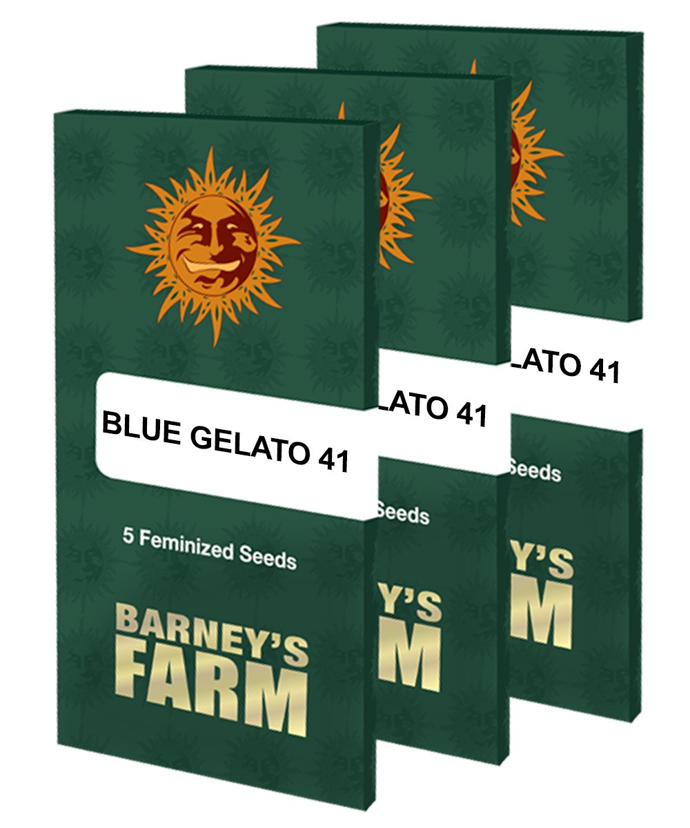 Barney's Farm - Blue Gelato 41 (fem.)