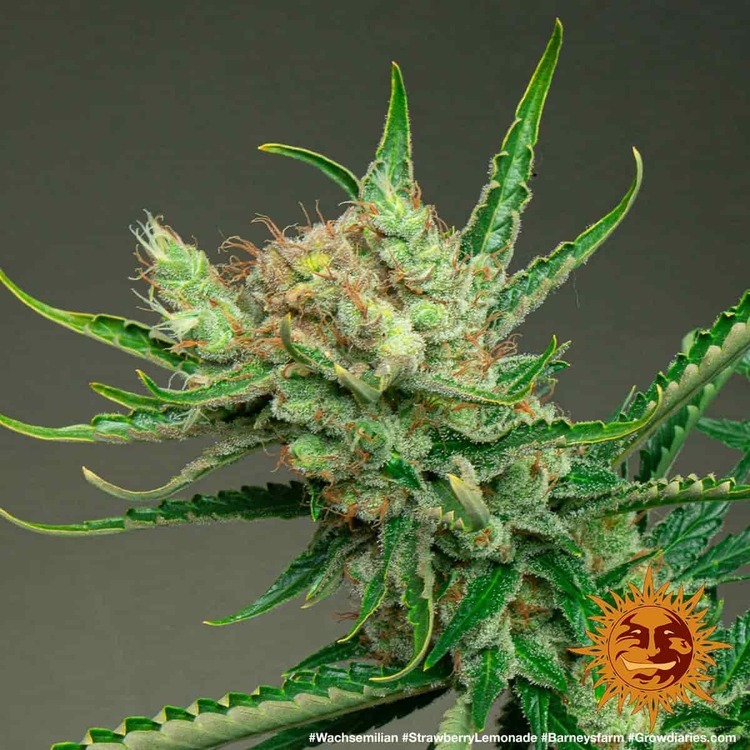 Barney's Farm - Strawberry Lemonade (fem.)