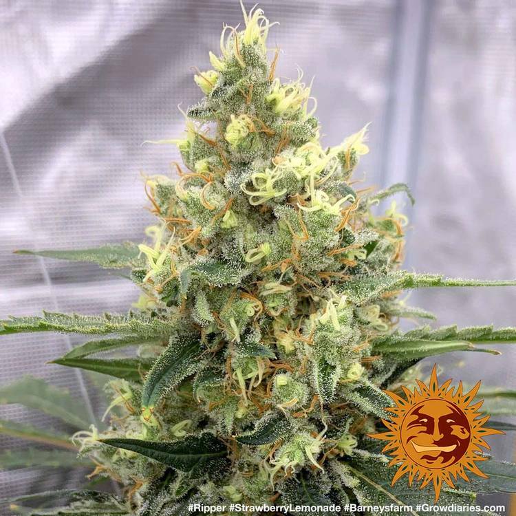 Barney's Farm - Strawberry Lemonade (fem.)