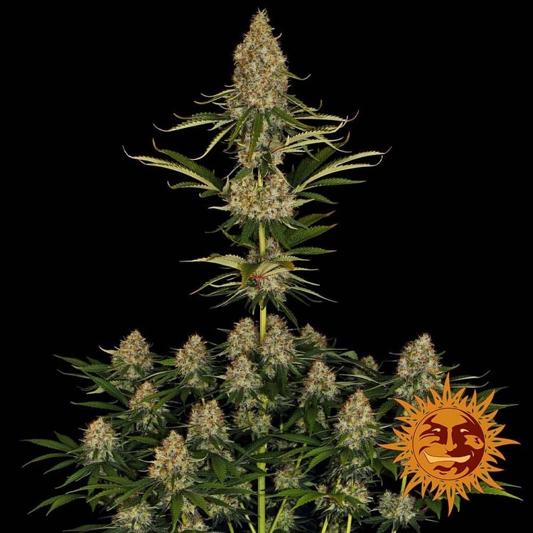 Barney's Farm - Strawberry Lemonade (fem.)