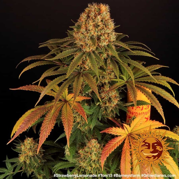 Barney's Farm - Strawberry Lemonade (fem.)