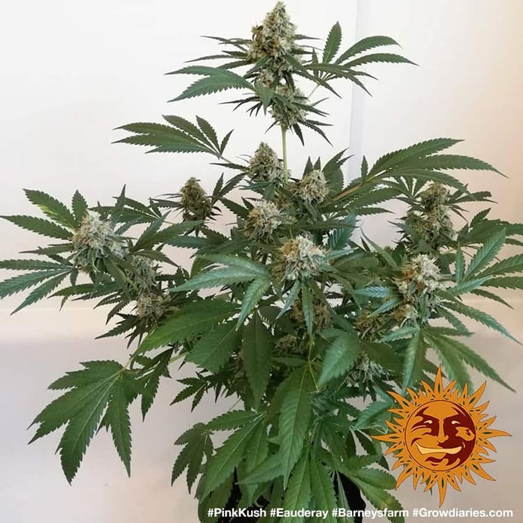 Barney's Farm - Pink Kush (fem.)