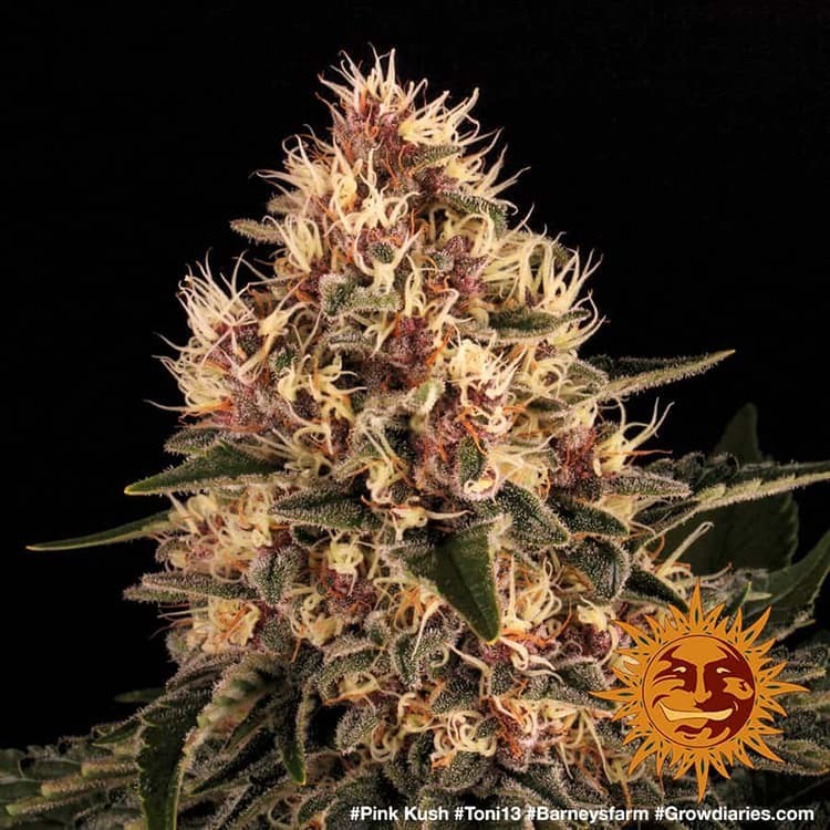 Barney's Farm - Pink Kush (fem.)