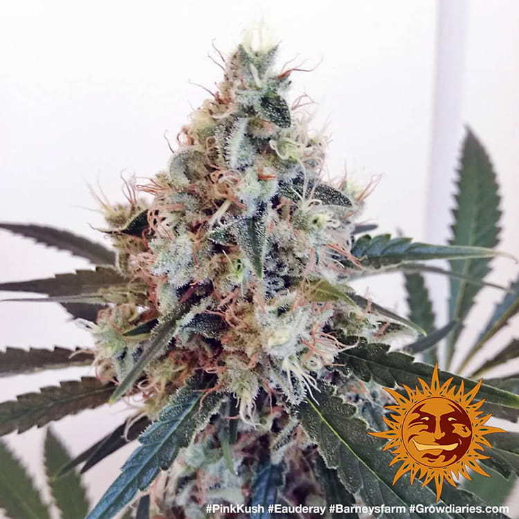 Barney's Farm - Pink Kush (fem.)