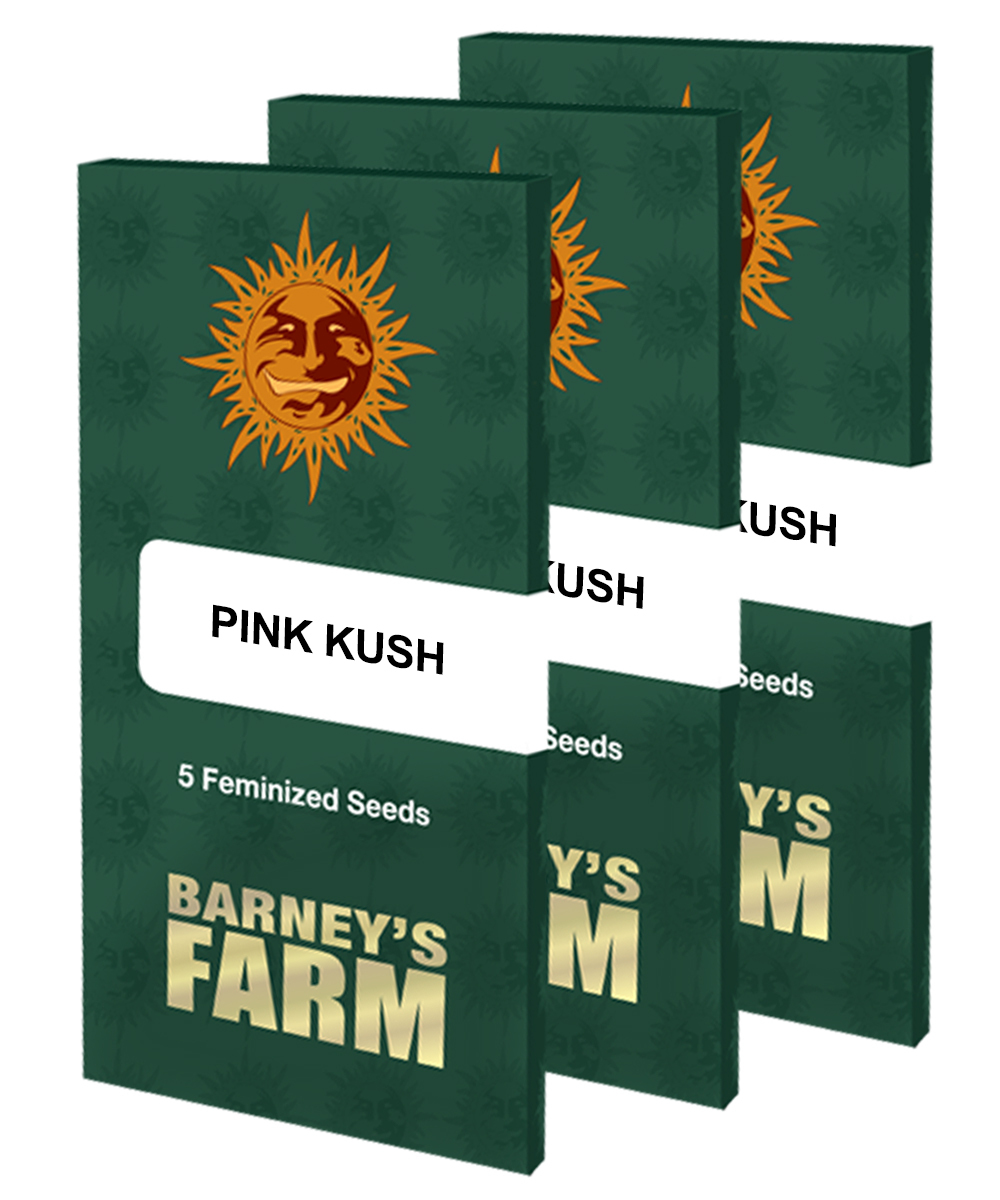 Barney's Farm - Pink Kush (fem.)