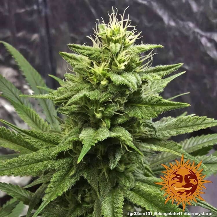 Barney's Farm - Blue Gelato 41 (fem.)