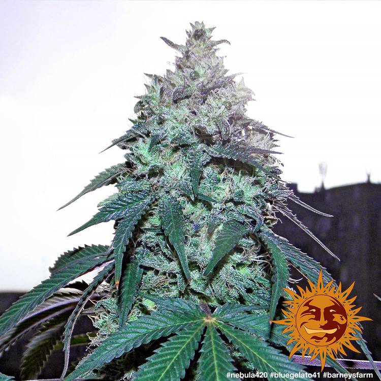 Barney's Farm - Blue Gelato 41 (fem.)