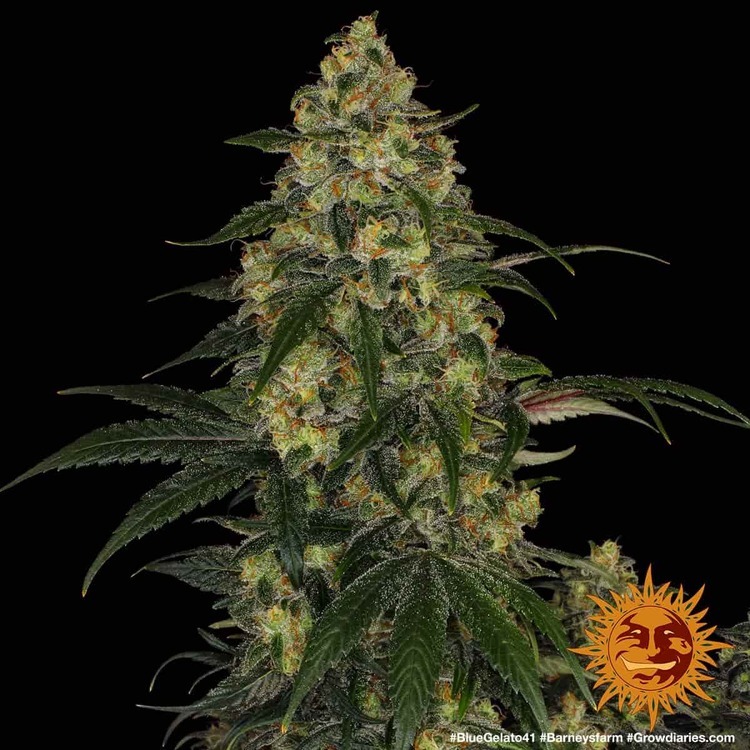 Barney's Farm - Blue Gelato 41 (fem.)