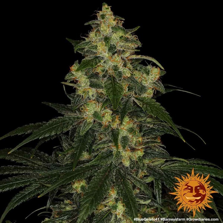 Barney's Farm - Blue Gelato 41 (fem.)