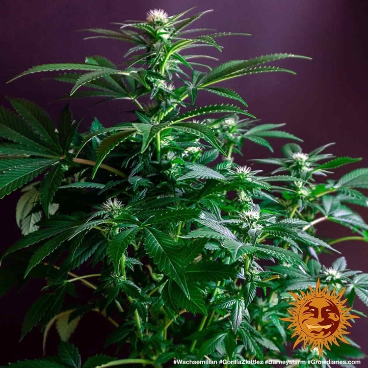 Barney's Farm - Gorilla Zkittlez (fem.)