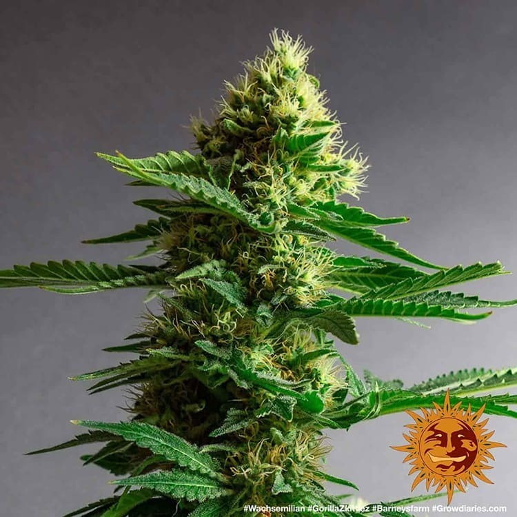 Barney's Farm - Gorilla Zkittlez (fem.)