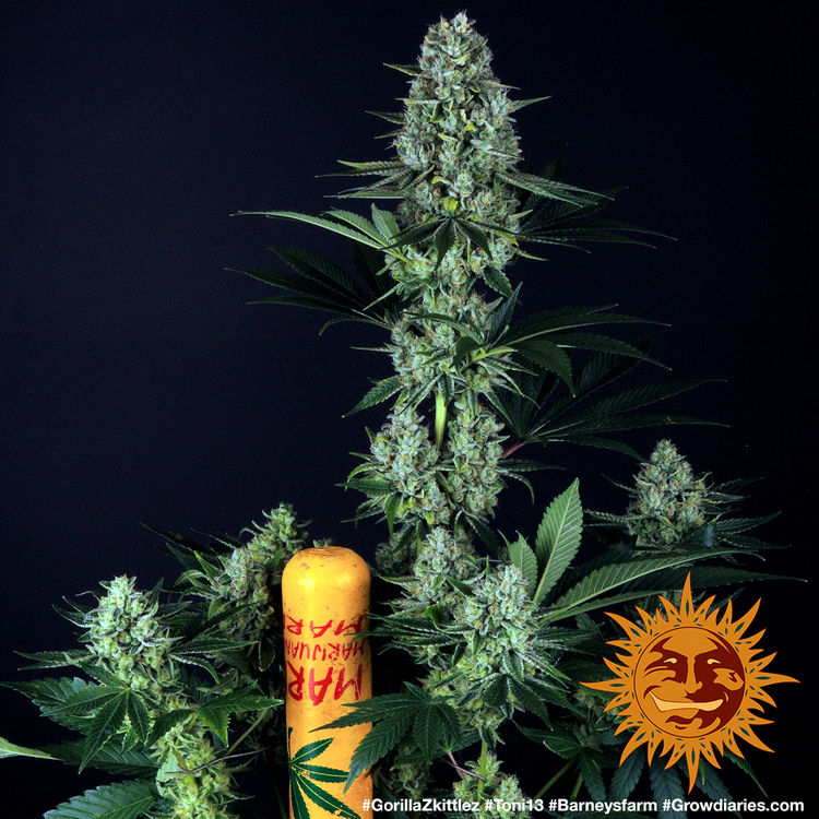 Barney's Farm - Gorilla Zkittlez (fem.)