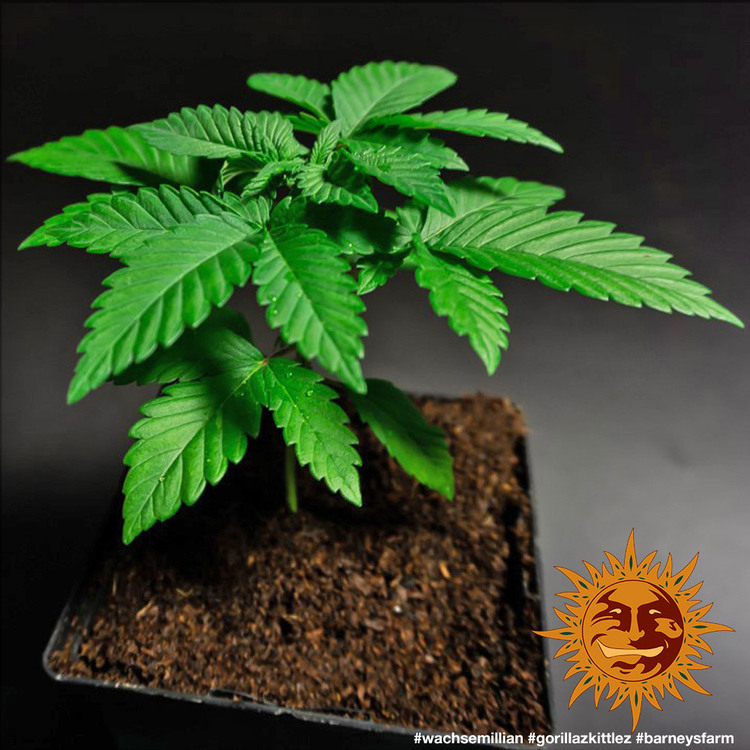 Barney's Farm - Gorilla Zkittlez (fem.)