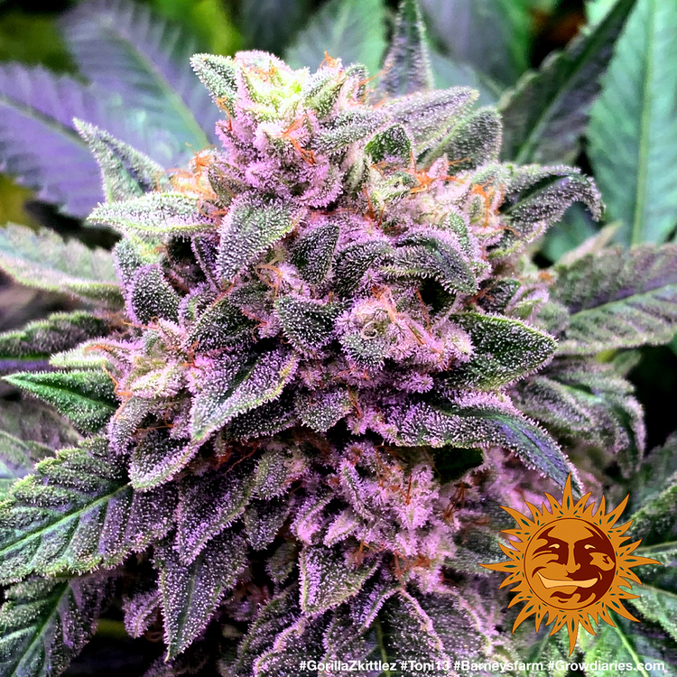 Barney's Farm - Gorilla Zkittlez (fem.)