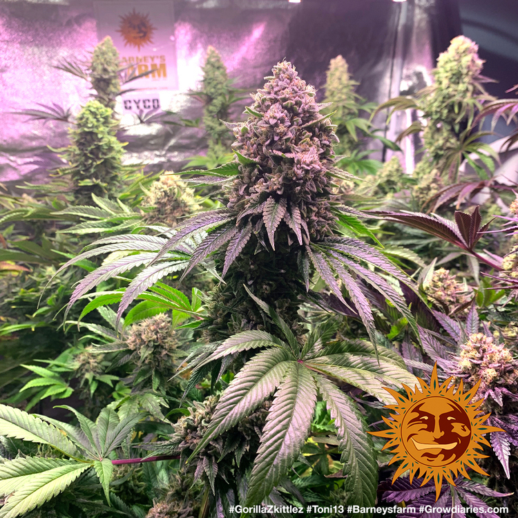 Barney's Farm - Gorilla Zkittlez (fem.)