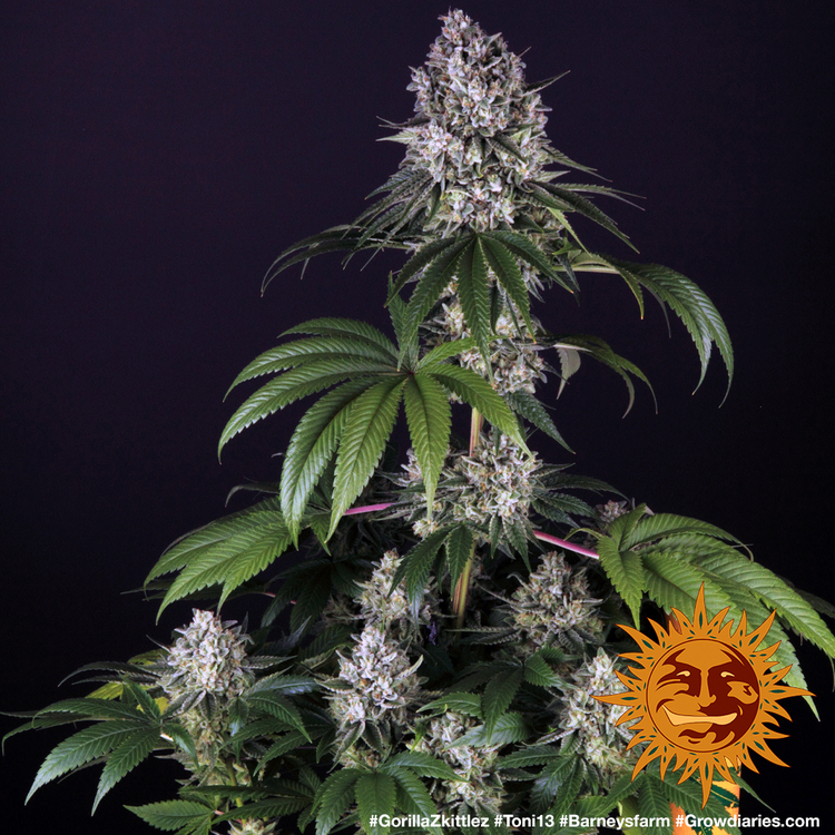 Barney's Farm - Gorilla Zkittlez (fem.)