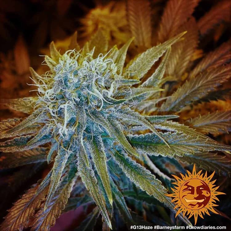Barney's Farm - G13 Haze (fem.)
